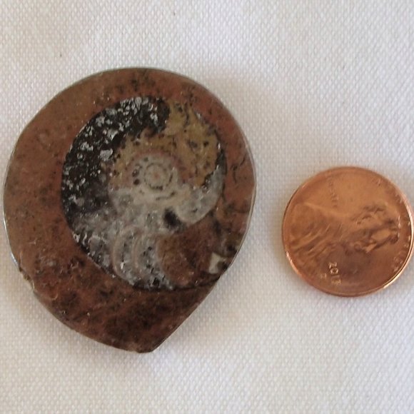 Ancient Ammonite Fossil Relic Molluscs Cephlapods Devonian Period Prehistoric - Picture 2 of 3